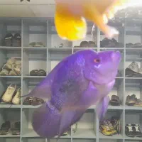 فلاور باکس نر مست فروش یا معاوضه|ماهی|تهران, ابوذر|دیوار