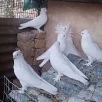 کبوتر شامپیون و سفید کاکلی پرشی|پرنده|کاشان, راوند|دیوار