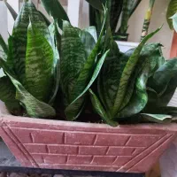 گل سانسوریا پا کوتاه