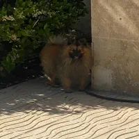 سگ پامر
