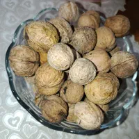 گردو
