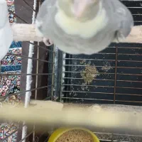 عروس هلندی رام رام