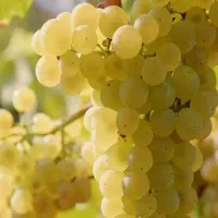 انگور کشمشی برای شیره انگور زرد و شیرین  خوراکی
