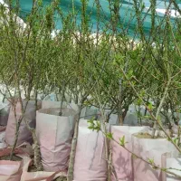 نهالستان انواع رقم های بادام گلدانی‌پربارپالیزنهال