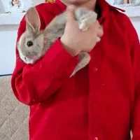 خرگوش کوچولو نژاد هلندی|موش و خرگوش|مرودشت, ژیان|دیوار