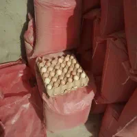 تخم نطفه دار گلپایگانی