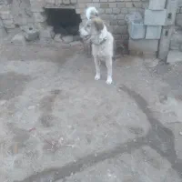 سگ نگهبان|سگ|کبودرآهنگ, |دیوار