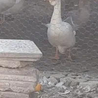 قوغاز اکراینی|حیوانات مزرعه|سورک, |دیوار