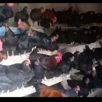 مرغ وخروس سیاه