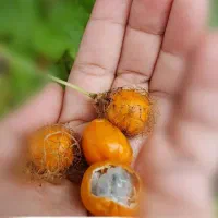 تقویت کننده قوای جسمانی
