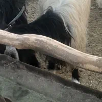 کره گیسه میش وبزجوان|حیوانات مزرعه|مرودشت, ده بید|دیوار