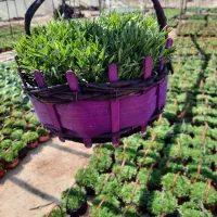 سبزه‌و‌‌گل‌سینره‌‌مینیاتور فروش‌فقط‌عمده