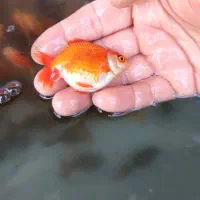 گلد فیش ماهی زینتی