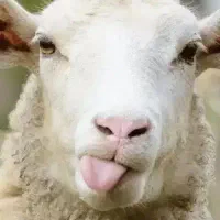 گوسفند زنده پرند شبانه روزی جهت قربانی