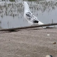 کبوتر پرشی