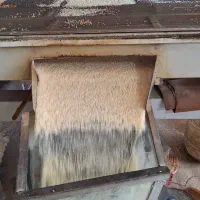 برنج هاشمی گیلان.تالش