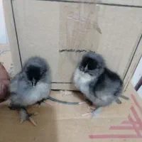 فروش جوجه نژادهای خاص و تخم رنگی امیرفارم|حیوانات مزرعه|سیرجان, |دیوار