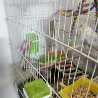 قفس بزرگ به همراه عروس هلندی جفت|پرنده|مشهد, جاهد شهر|دیوار