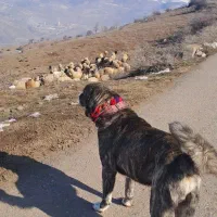معاوضع سگ