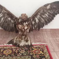 لوازم دکوری