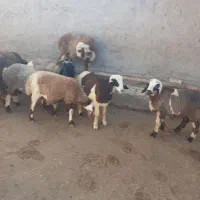 گوسفندبره نر داشتی