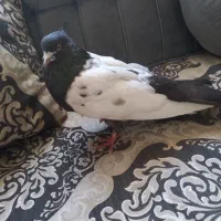 طوطی،کبوتر|پرنده|گلبهار, شهر جدید گلبهار|دیوار