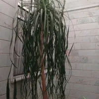 گل لیندا فروشی