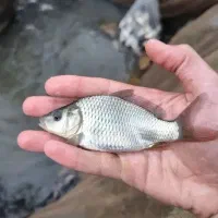 ماهی بچه ماهی جهت پرورش در انواع استخر