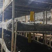 ۴۳۰۰ متر +تولید قارچ +ویلا +سردخانه+مجوز بومگردی|فروش دفتر صنعتی، کشاورزی، تجاری|فومن, |دیوار