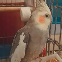 عروس هلندی گمشده|حیوانات|تهران, دولاب|دیوار