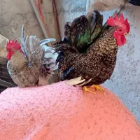 ۳عدد خروس چاپنیز هزارگل|حیوانات مزرعه|آمل, |دیوار