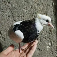 جوجه کبوتر طوقی کاکلی..