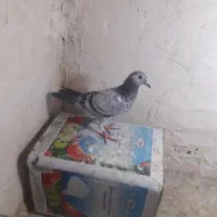 کفتر|پرنده|مشهد, یاس|دیوار