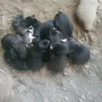 ۹عدد توله سگ فروشی