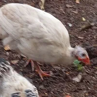 شاخدارسفیدطوسی|حیوانات مزرعه|رضوانشهر, |دیوار