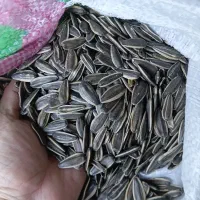 تخمه کانادایی S400 درشت وپرمغز