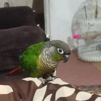 طوطی گرینچیگ|پرنده|دهگلان, |دیوار