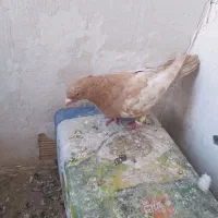 نرسیده  ای زرد  کاکل.