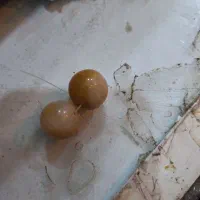 مهره قدیمی|کلکسیون اشیاء عتیقه|امیدیه, |دیوار