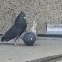 یه جفت دهن خورده سو دار