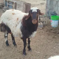 فروش5راس بره نر مناسب داشت و سنگین وزن