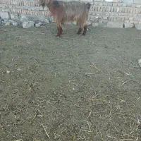 فروشی بز|حیوانات مزرعه|قشلاق دشت, |دیوار