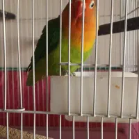 طوطی برزیلی