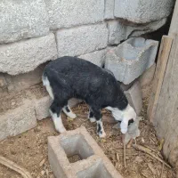 بره نر  دورگ لاکن شیری