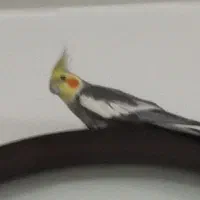 عروس هلندی سخنگو نر
