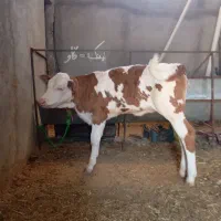 گاو گوساله