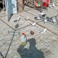 کفتر یا کبوتر خوب یجا|پرنده|پاکدشت, پاکدشت (مامازند)|دیوار