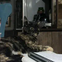 واگذاری گربه در رشت|گربه|رشت, معلولین|دیوار