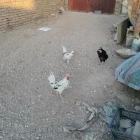 مرغ و جوجه و خروس گلین|حیوانات مزرعه|اصفهان, درب سیبه علیا|دیوار