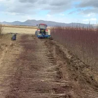 نهال اصلاح‌شده مقاوم به سرماشناسه دارعمده
